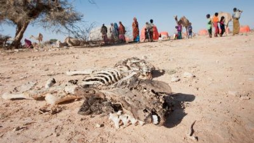 Somalia: Family fights to survive after drought kills grandson, 1,100 ...